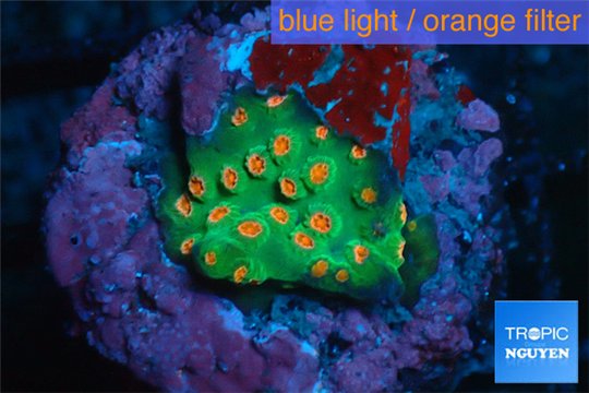 Leptastrea green & orange 1-2 cm WYSIWYG acclimaté