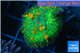 Rhodactis orange bounce 1 polyp WYSIWYG acclimaté
