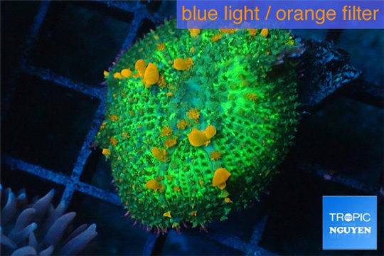 Rhodactis orange bounce 1 polyp WYSIWYG acclimaté