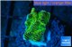 Platygyra joker green 1-2 cm WYSIWYG acclimaté