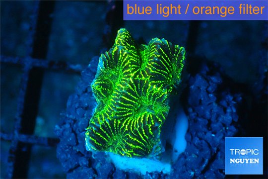 Platygyra joker green 1-2 cm WYSIWYG acclimaté