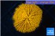 Fungia orange 3-5 cm WYSIWYG acclimaté