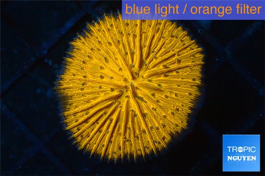 Fungia orange 3-5 cm WYSIWYG acclimaté