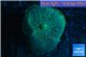 Rhodactis green blue Tonga 1 polyp WYSIWYG acclimaté