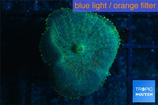 Rhodactis green blue Tonga 1 polyp WYSIWYG acclimaté