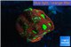 Favia nuclear red green 1-2 cm WYSIWYG acclimaté