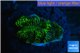Platygyra joker green 1-2 cm WYSIWYG acclimaté