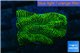 Platygyra joker green 2 -3 cm WYSIWYG acclimaté