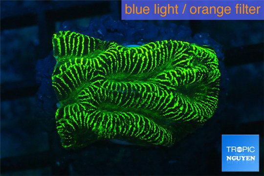 Platygyra joker green 2 -3 cm WYSIWYG acclimaté