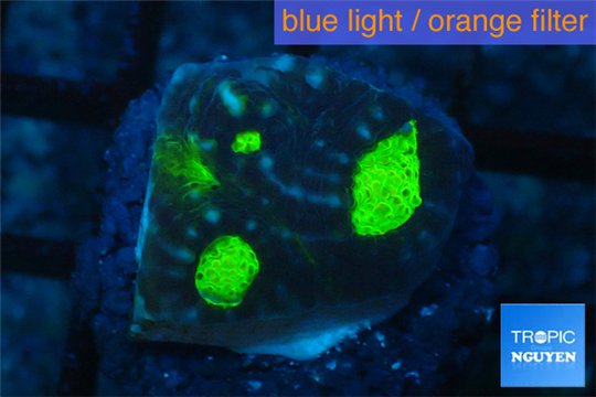 Echinophyllia pink gold 1-2 cm WYSIWYG acclimaté