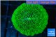 Fungia neon green 3-5 cm WYSIWYG acclimaté