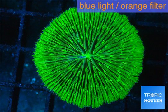 Fungia neon green 3-5 cm WYSIWYG acclimaté