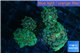 Discosoma golden marble 5 polyps WYSIWYG acclimaté