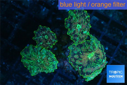 Discosoma golden marble 5 polyps WYSIWYG acclimaté