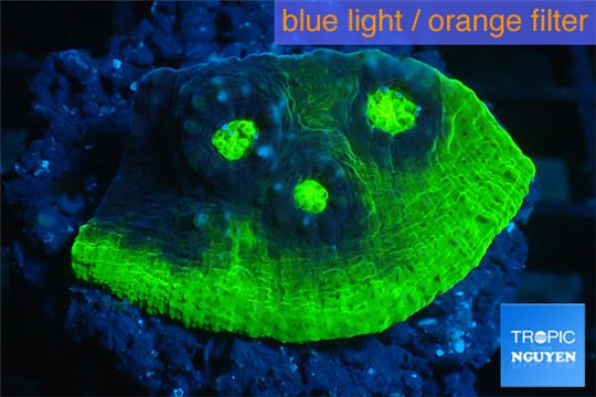 Echinophyllia pink gold 2-4 cm WYSIWYG acclimaté