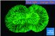 Trachyphyllia neon green 3-5 cm WYSIWYG acclimaté