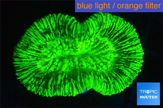 Trachyphyllia neon green 3-5 cm WYSIWYG acclimaté