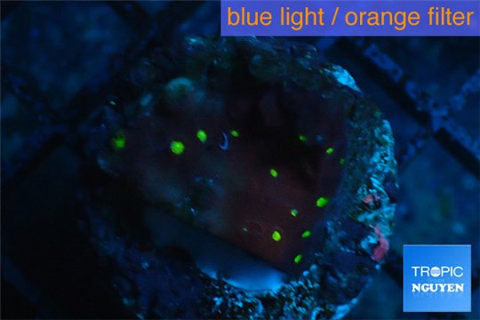 Leptastrea red & yellow polyps 2-4 cm WYSIWYG acclimaté