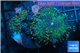 Ricordea yuma purple green 3 polyps WYSIWYG acclimaté