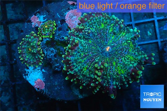 Ricordea yuma purple green 3 polyps WYSIWYG acclimaté