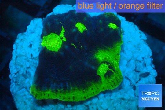 Echinophyllia pink gold 2-4 cm WYSIWYG acclimaté