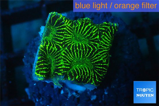 Platygyra joker green 1-2 cm WYSIWYG acclimaté