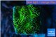 Platygyra joker green 1-2 cm WYSIWYG acclimaté