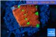 Favia red green spot 1-2 cm WYSIWYG acclimaté