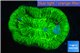 Trachyphyllia neon green 3-5 cm WYSIWYG acclimaté