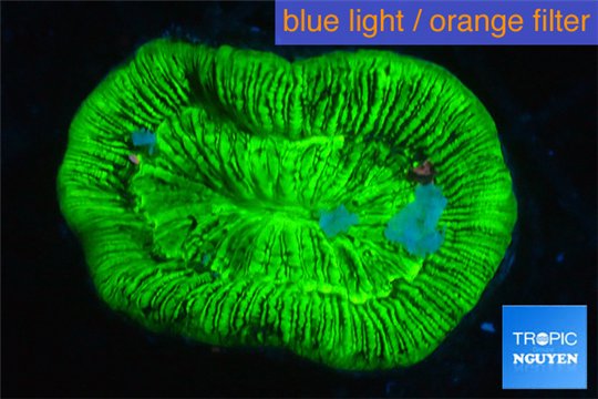 Trachyphyllia neon green 3-5 cm WYSIWYG acclimaté
