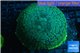 Rhodactis green big leaf 6-10 cm WYSIWYG acclimaté