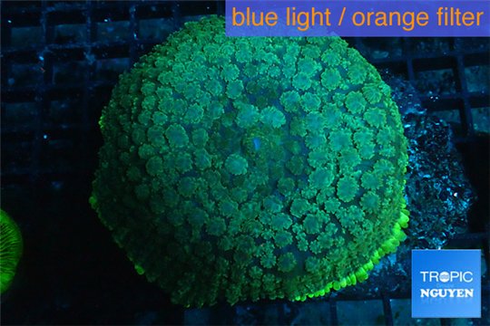 Rhodactis green big leaf 6-10 cm WYSIWYG acclimaté