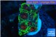 Favia red green monster 2-3 cm WYSIWYG acclimaté
