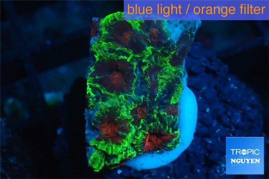 Favia red green monster 2-3 cm WYSIWYG acclimaté