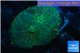 Rhodactis blue golden line Tonga 1 polyp WYSIWYG acclimaté
