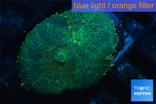 Rhodactis blue golden line Tonga 1 polyp WYSIWYG acclimaté