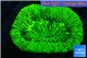 Trachyphyllia neon green 3-5 cm WYSIWYG acclimaté