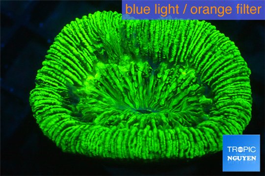 Trachyphyllia neon green 3-5 cm WYSIWYG acclimaté