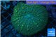 Rhodactis green gold big leaf 4-6 cm WYSIWYG acclimaté