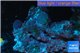 Discosoma blue + live rock 15-25 cm WYSIWYG acclimaté