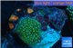 Discosoma green neon blue spot 1 polyp WYSIWYG acclimaté
