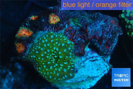 Discosoma green neon blue spot 1 polyp WYSIWYG acclimaté