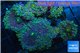 Ricordea yuma tricolor 8-12 cm WYSIWYG acclimaté