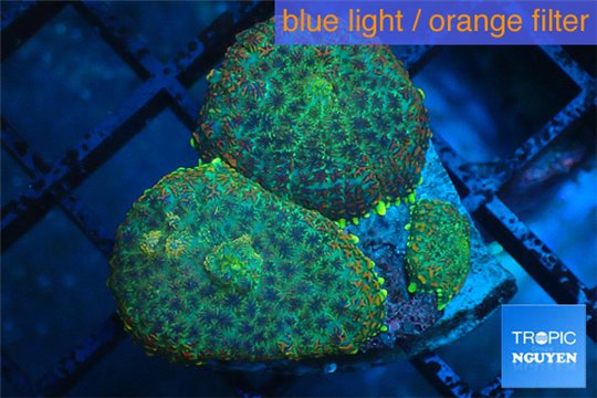 Rhodactis green blue & golden tips 2-3 polyps WYSIWYG acclimaté