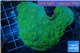 Echinophyllia green maze 9-14 cm WYSIWYG acclimaté