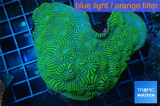Echinophyllia green maze 9-14 cm WYSIWYG acclimaté