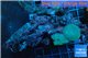 Discosoma blue + live rock 12-18 cm WYSIWYG acclimaté