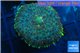 Rhodactis green blue & golden tips 1 polyp WYSIWYG acclimaté