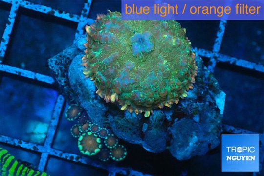Rhodactis green fire forest + Alveopora 2-3 cm WYSIWYG acclimaté