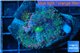 Ricordea yuma rainbow 2 polyps WYSIWYG acclimaté